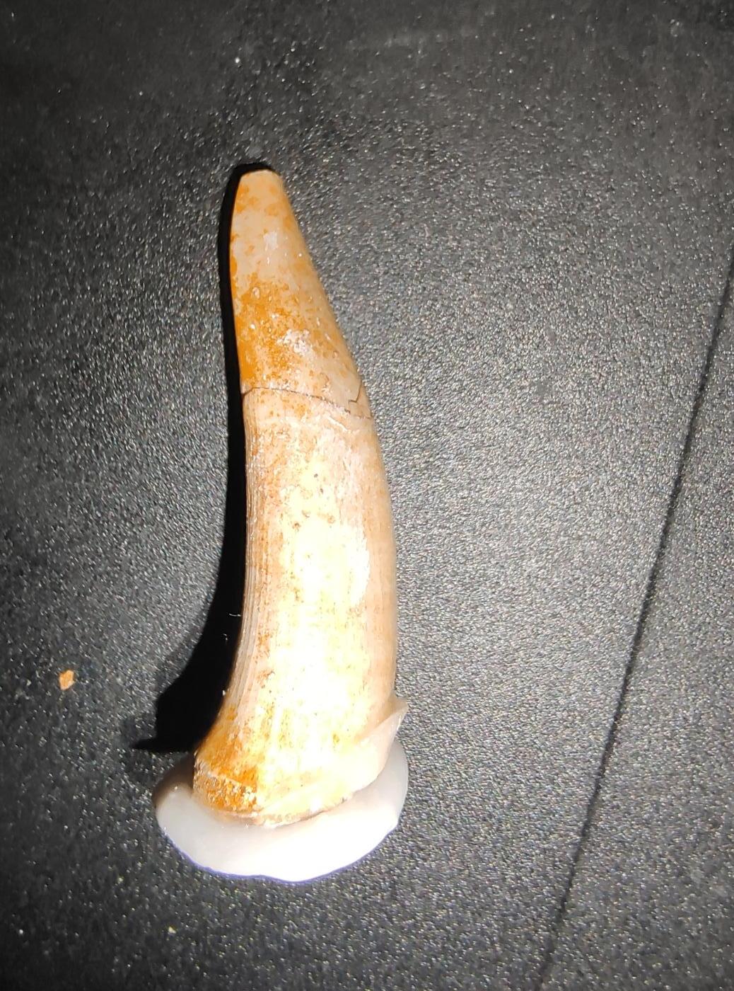 牛蛙牛蛙的白垩纪 白垩纪矛齿鱼(Xiphactinus)牙齿(4厘米左右，牙尖缺失，有断粘)
