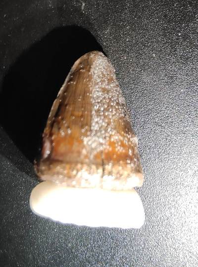 牛蛙牛蛙的白垩纪 - 白垩纪到中生代印尼爪哇岛索罗河流域牙齿(有修复表面起泡为保护液，可用乙醇去除)