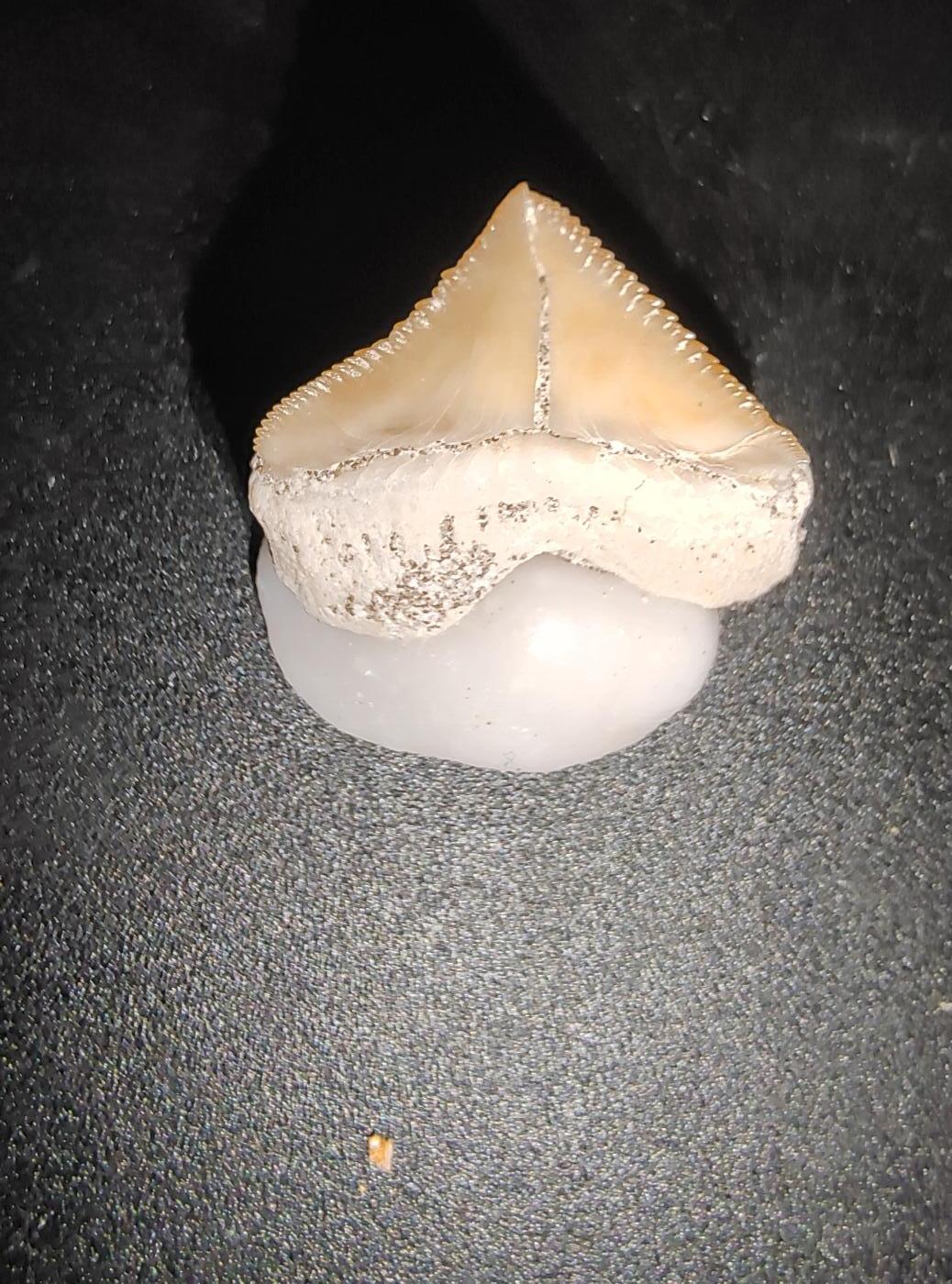 牛蛙牛蛙的白垩纪 白垩纪角鳞鲨(Squalicorax)牙齿(牙体2厘米左右)