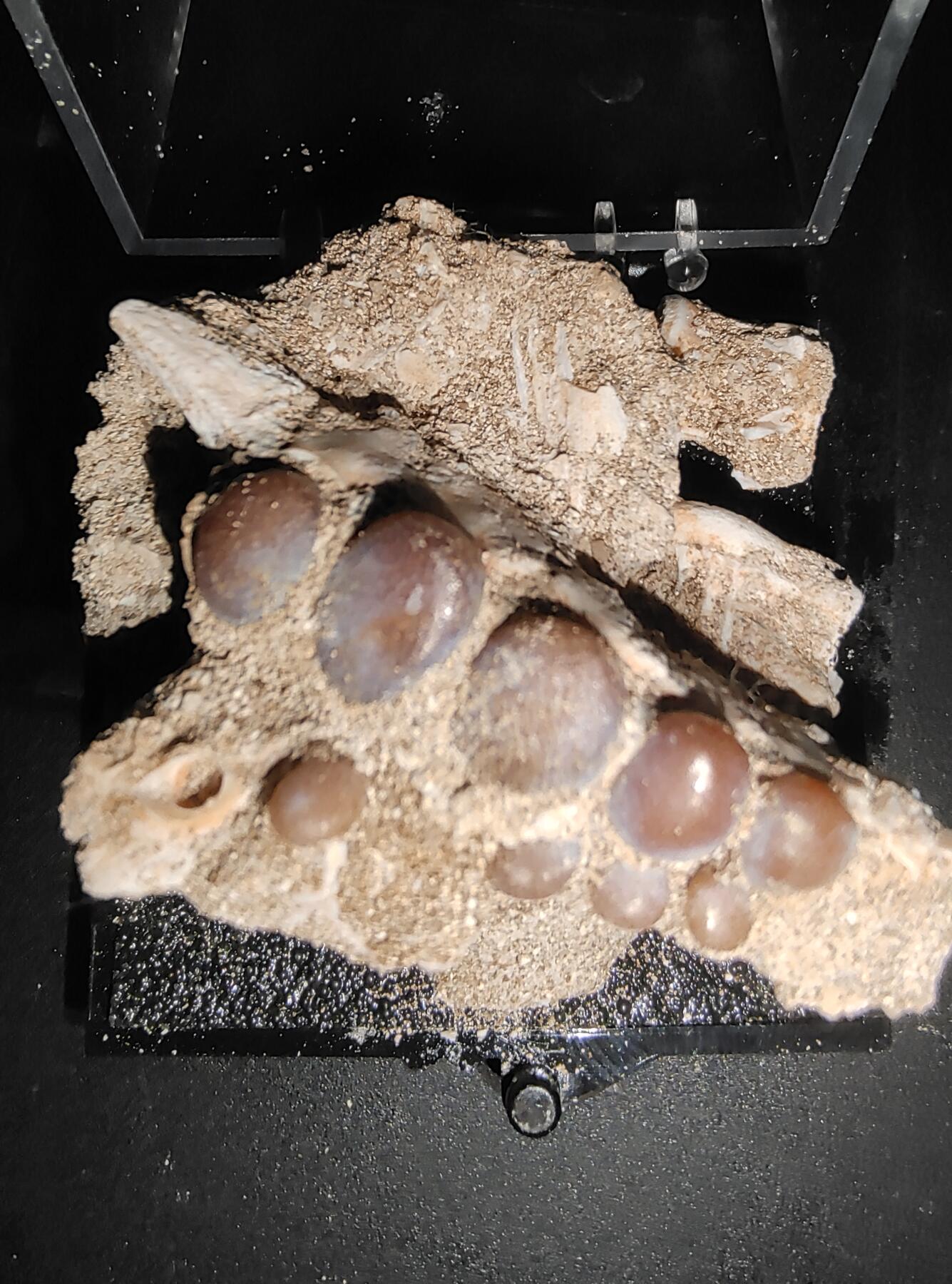 牛蛙牛蛙的白垩纪 白垩纪坚齿鱼(Pycnodus)下颌骨(化石4-5厘米左右，保留了部分围岩)