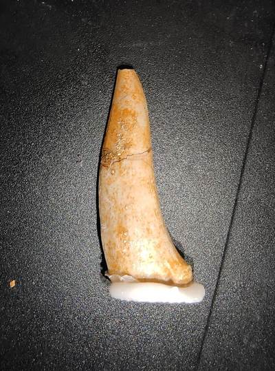 牛蛙牛蛙的白垩纪 - 白垩纪矛齿鱼(Xiphactinus)牙齿(4厘米左右，牙尖缺失，有断粘)