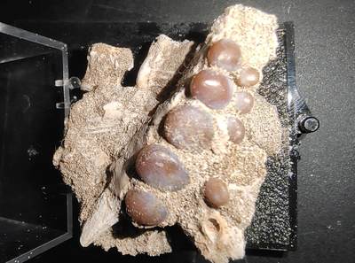 牛蛙牛蛙的白垩纪 - 白垩纪坚齿鱼(Pycnodus)下颌骨(化石4-5厘米左右，保留了部分围岩)