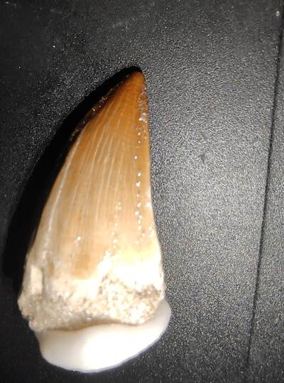 牛蛙牛蛙的白垩纪 - 白垩纪海洋霸主沧龙(Mosasaurus）牙齿(已做保护液)