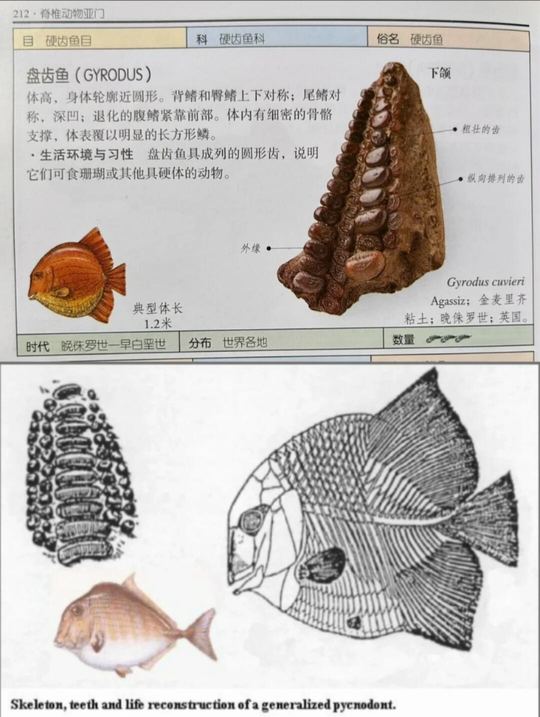 牛蛙牛蛙的白垩纪 白垩纪坚齿鱼(Pycnodus)下颌骨(化石4-5厘米左右，保留了部分围岩)