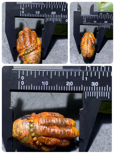 精美亚光战国红玛瑙手工雕刻一心向佛随形珠（背云）一颗 精美亚光战国红玛瑙手工雕刻一心向佛随形珠（背云）一颗