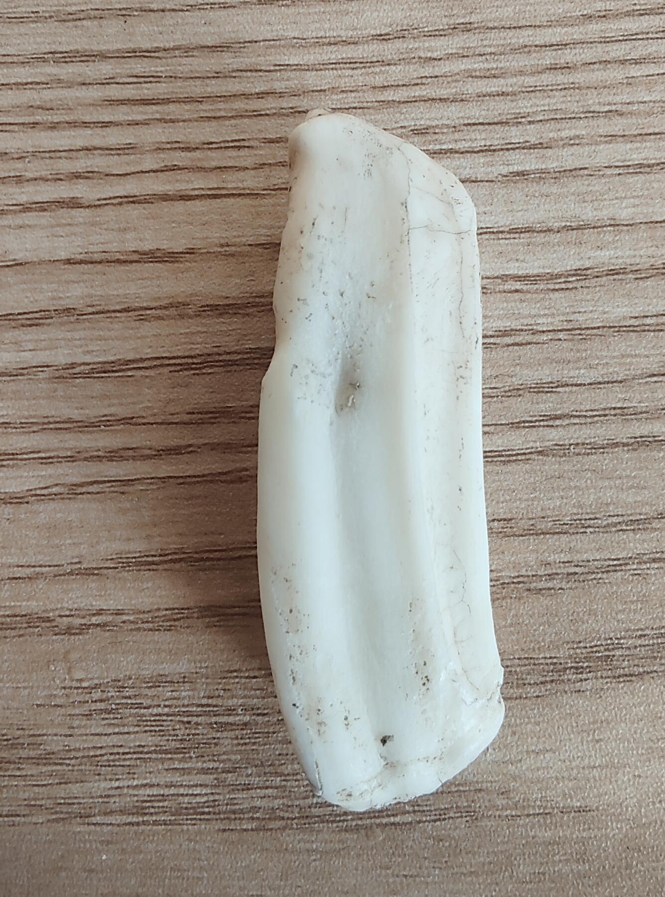 外币退坑 13组 马牙化石