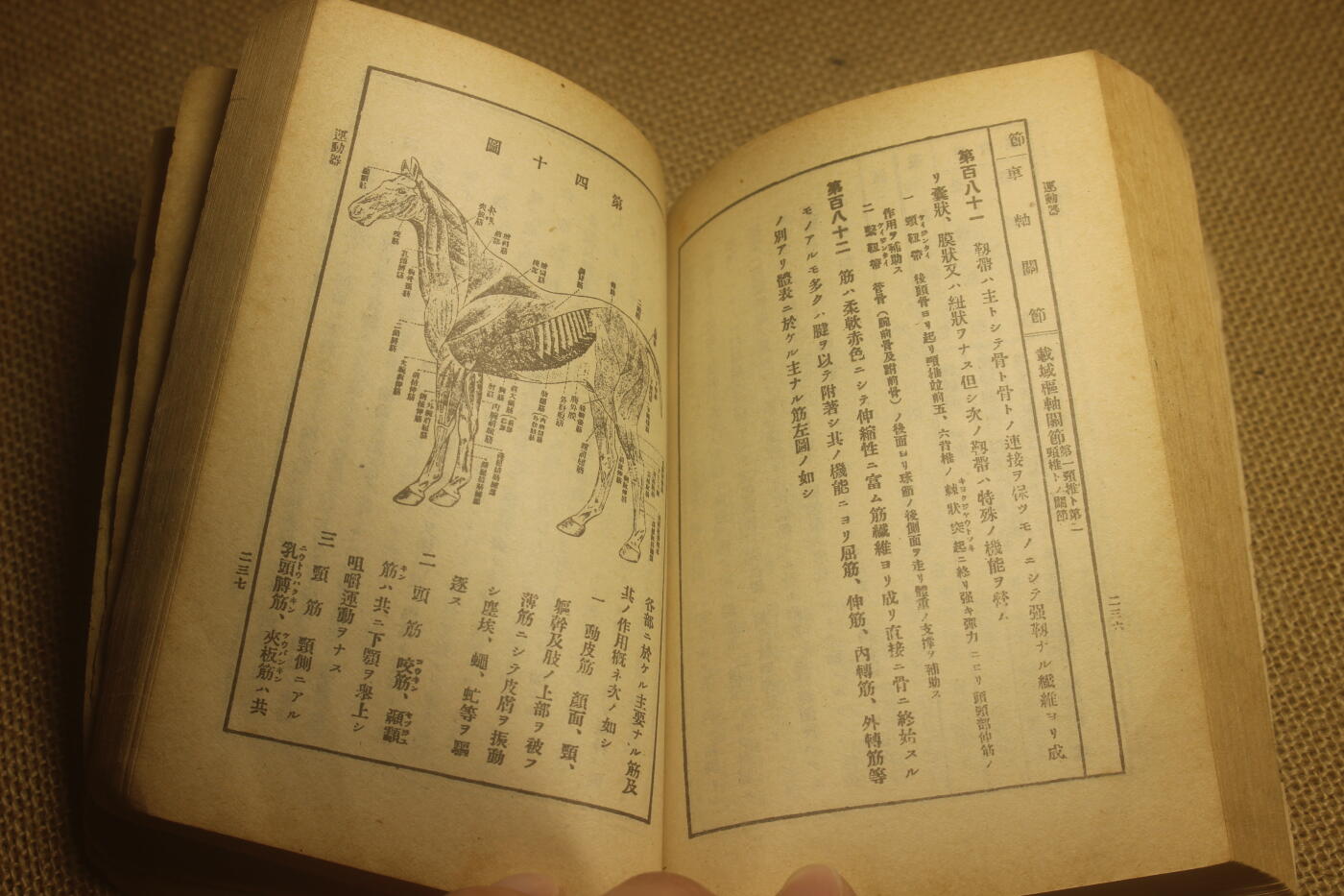 2025.2.17日系杂货小拍卖 《马事提要》昭和六年印发，图文并茂详细介绍了战马的选育以及保养等细节，年代久远纸张略有痕迹，结构完好