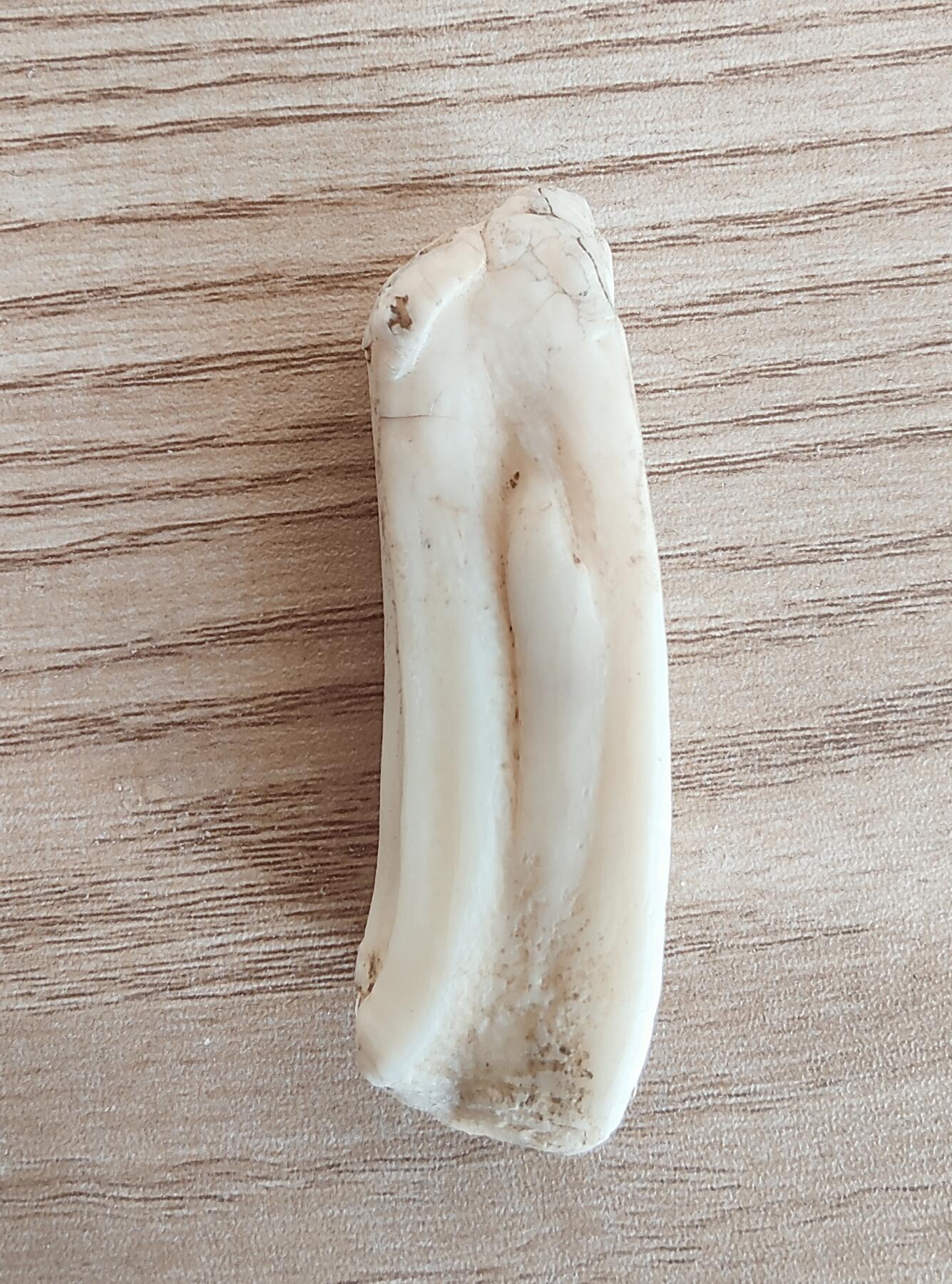 外币退坑 13组 马牙化石