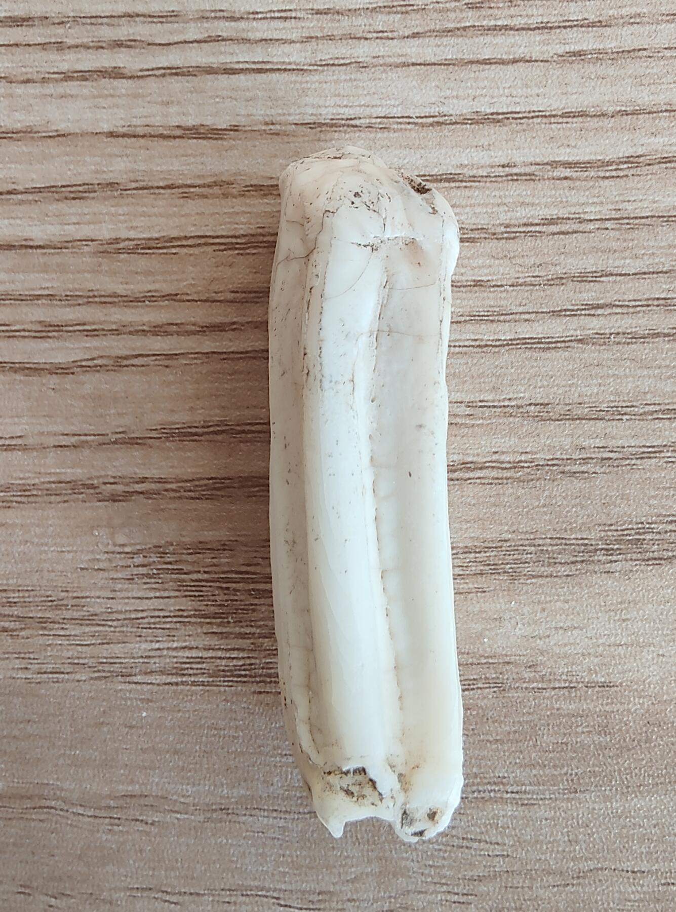 外币退坑 13组 马牙化石