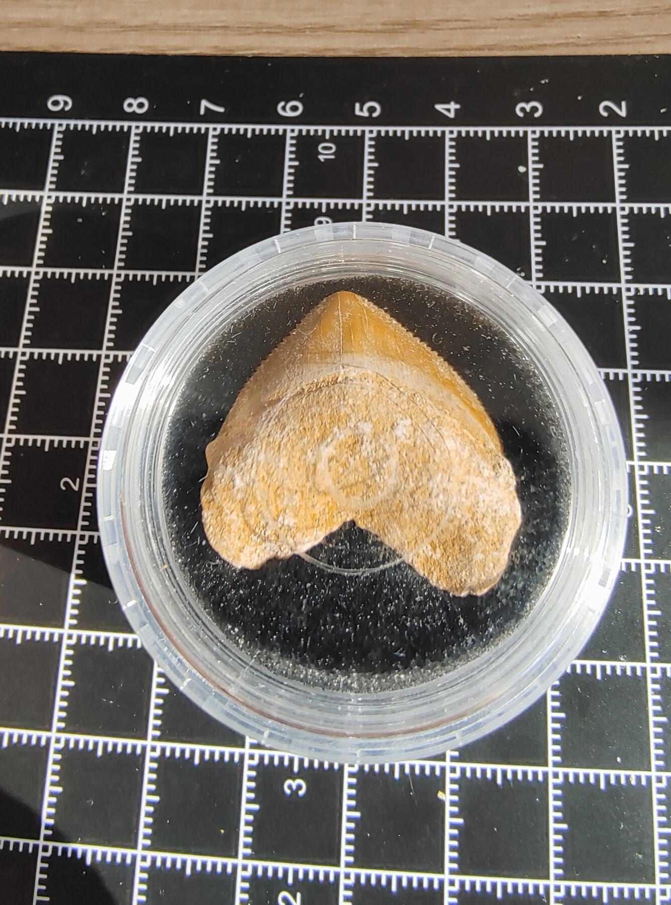 牛蛙牛蛙的牙牙乐第六场 锯齿牙牙乐j5-6