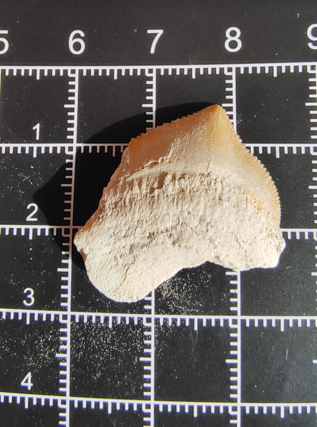 牛蛙牛蛙的牙牙乐周三场 锯齿牙牙乐53