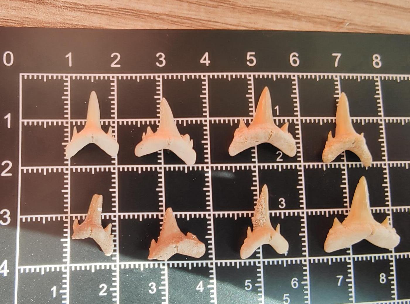 牛蛙牛蛙的牙牙乐第六场 黄色系牙牙乐a5