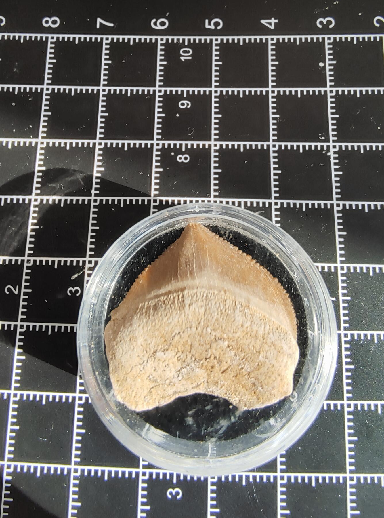 牛蛙牛蛙的牙牙乐第六场 锯齿牙牙乐j1-2