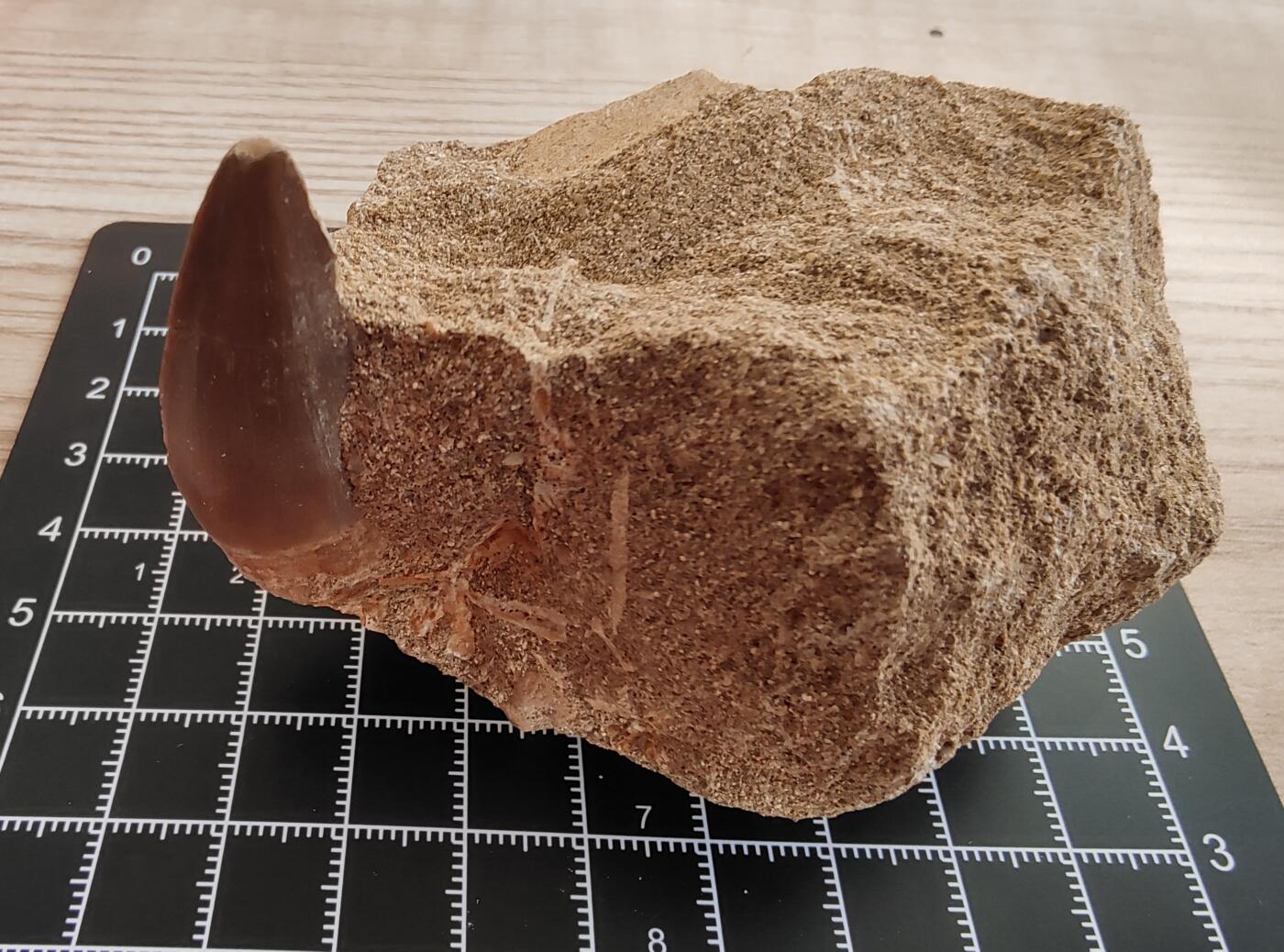 牛蛙牛蛙的牙牙乐周三场 原生态沧龙鱼牙牙乐1