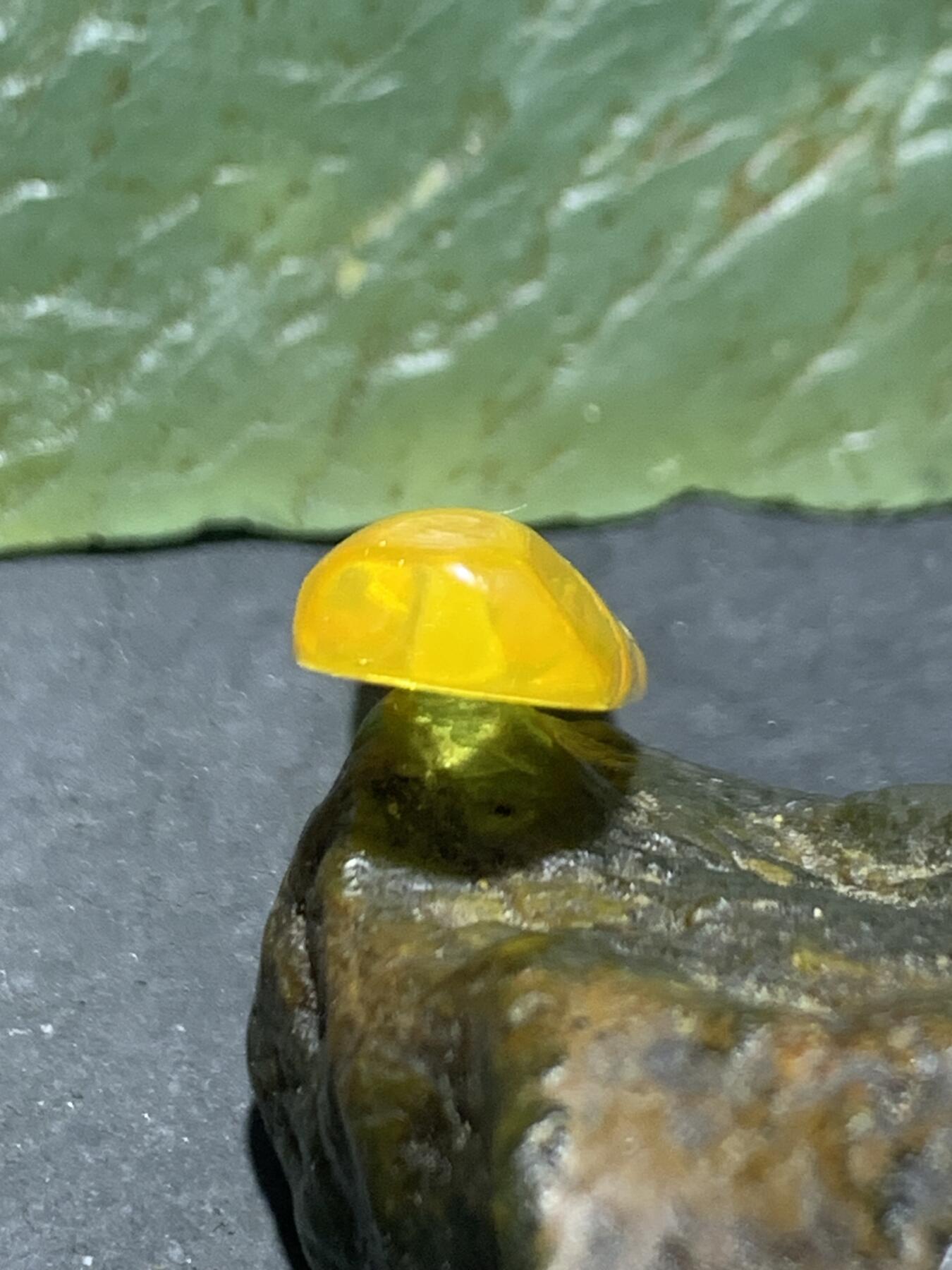 天然乌克兰原矿蜜蜡雕刻竹节卡子（吊坠）一个，