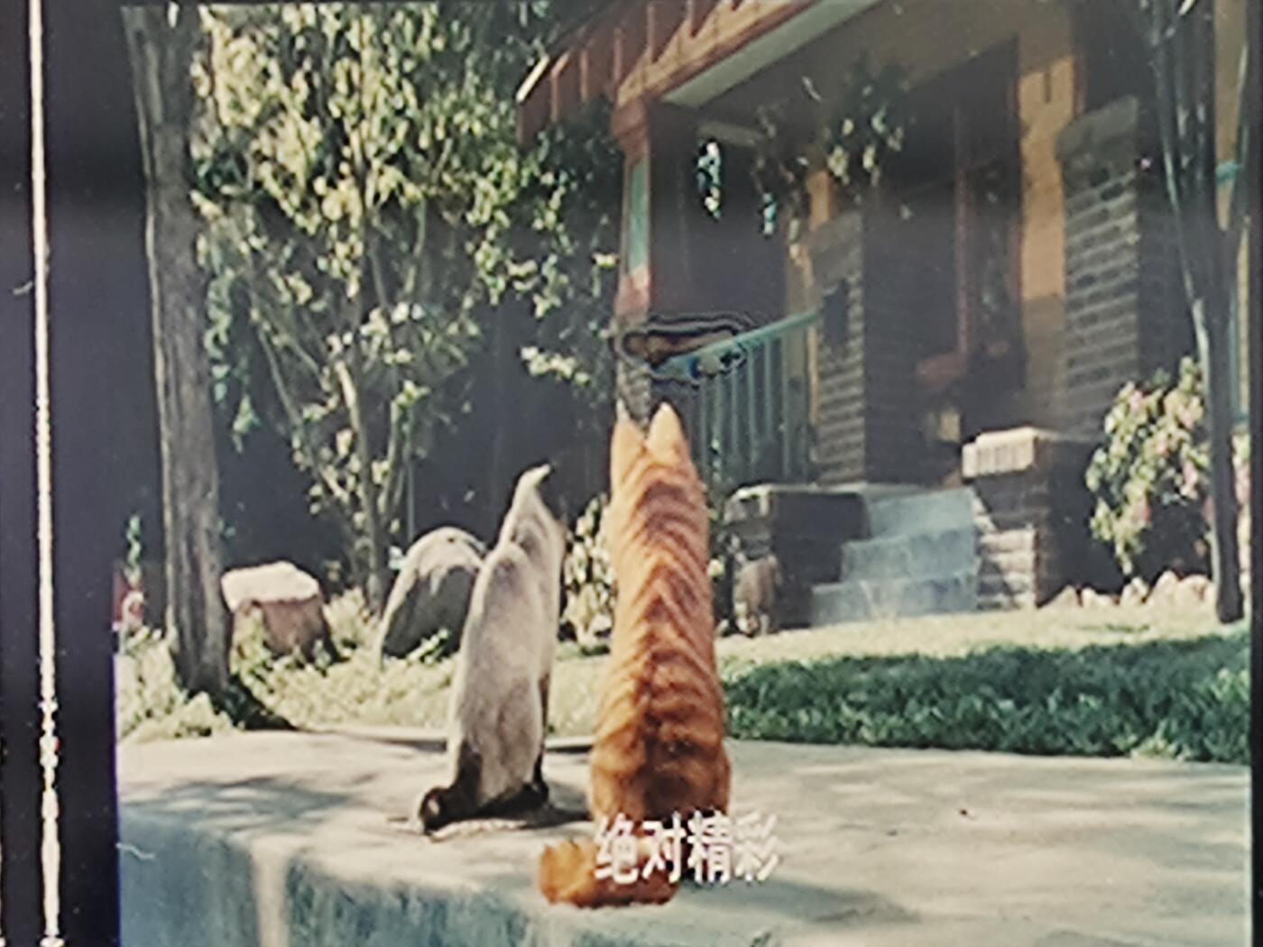 加菲猫（电影胶片） 加菲猫（电影胶片）