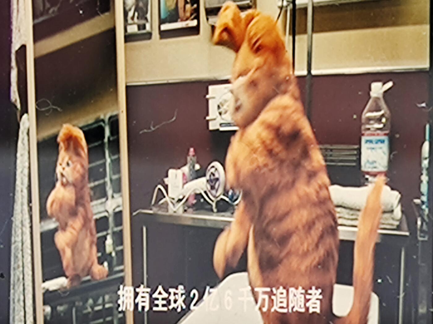 加菲猫（电影胶片） 加菲猫（电影胶片）