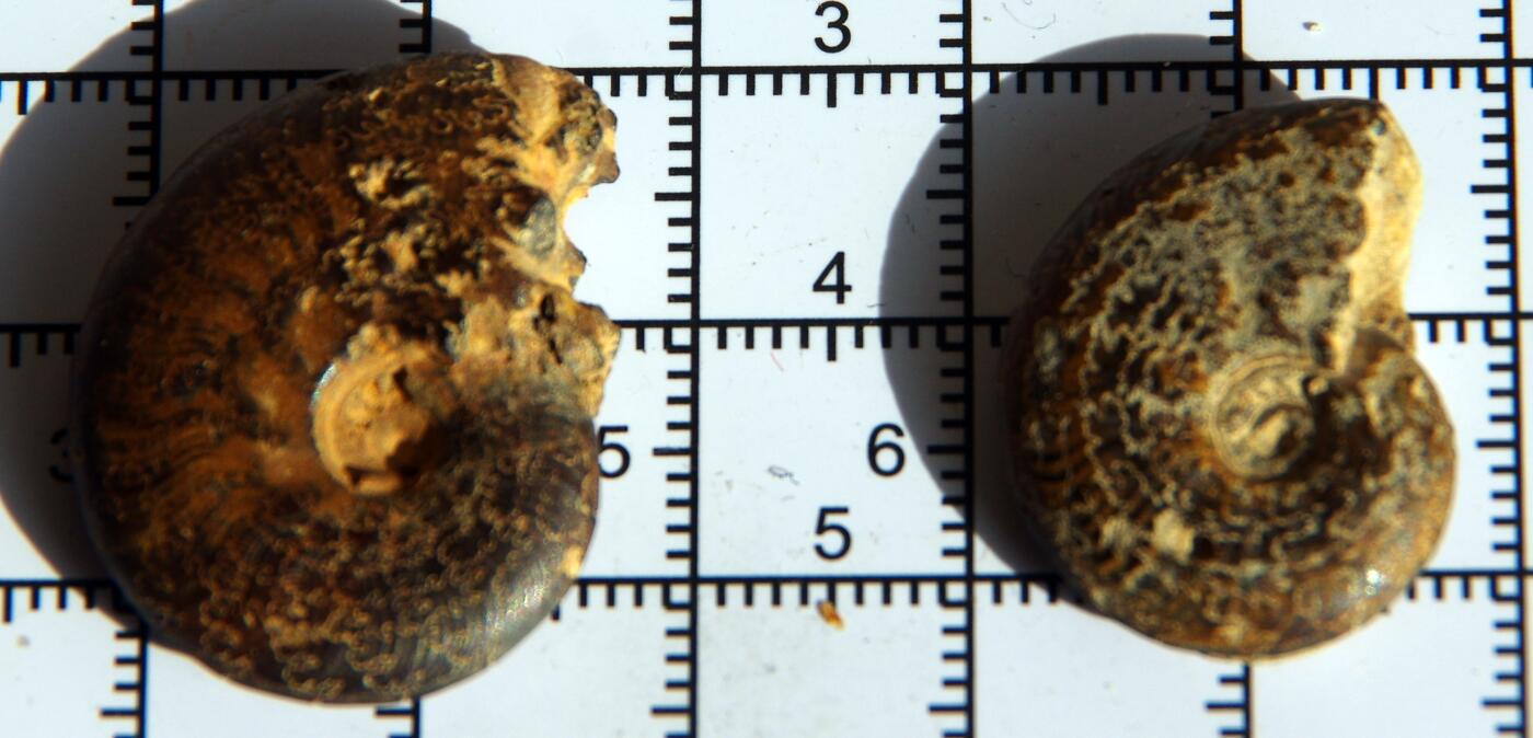 牛蛙牛蛙：银币、外币、化石标本 黄铁矿化菊石化石2个纹理美丽