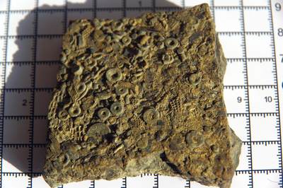 牛蛙牛蛙：银币、外币、化石标本 - 稀有寒武纪化石岩板含有密集的苔藓虫、海绵、海百合等