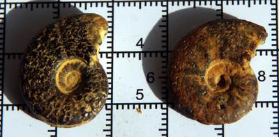 牛蛙牛蛙：银币、外币、化石标本 - 黄铁矿化菊石化石2个纹理美丽