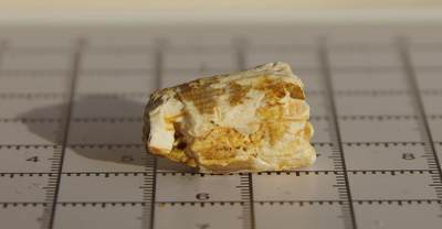 牛蛙牛蛙：银币、外币、化石标本 - 摩洛哥进口棘龙牙齿化石标本