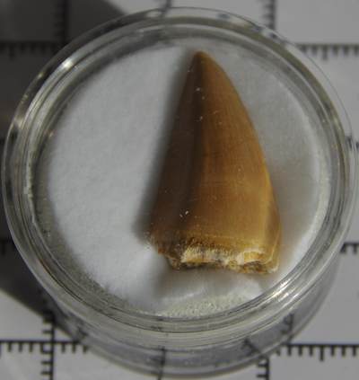 牛蛙牛蛙：银币、外币、化石标本 - 沧龙牙齿化石标本