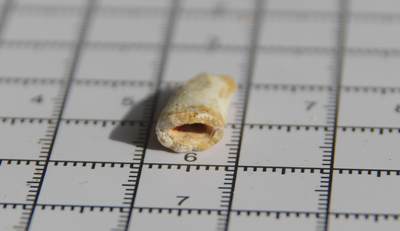 牛蛙牛蛙：银币、外币、化石标本 - 摩洛哥进口棘龙牙齿化石标本