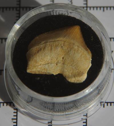 牛蛙牛蛙：银币、外币、化石标本 - 锯齿鲨牙齿化石标本大个体