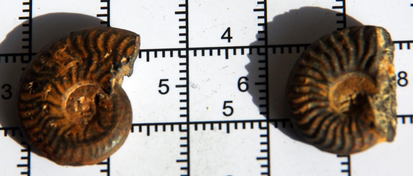 牛蛙牛蛙：银币、外币、化石标本 黄铁矿化菊石化石2个纹理美丽