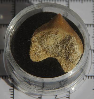 牛蛙牛蛙：银币、外币、化石标本 - 锯齿鲨牙齿化石标本大个体
