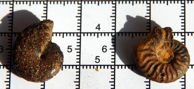 牛蛙牛蛙：银币、外币、化石标本 - 黄铁矿化菊石化石2个纹理美丽