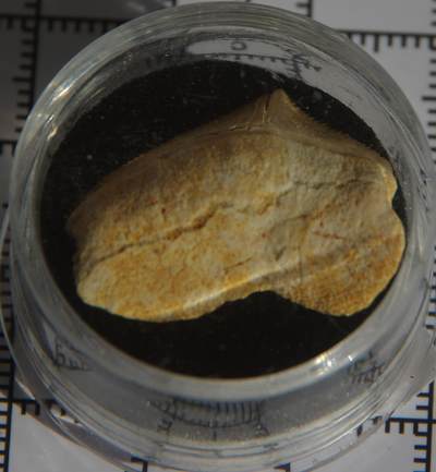 牛蛙牛蛙：银币、外币、化石标本 - 锯齿鲨牙齿化石标本大个体
