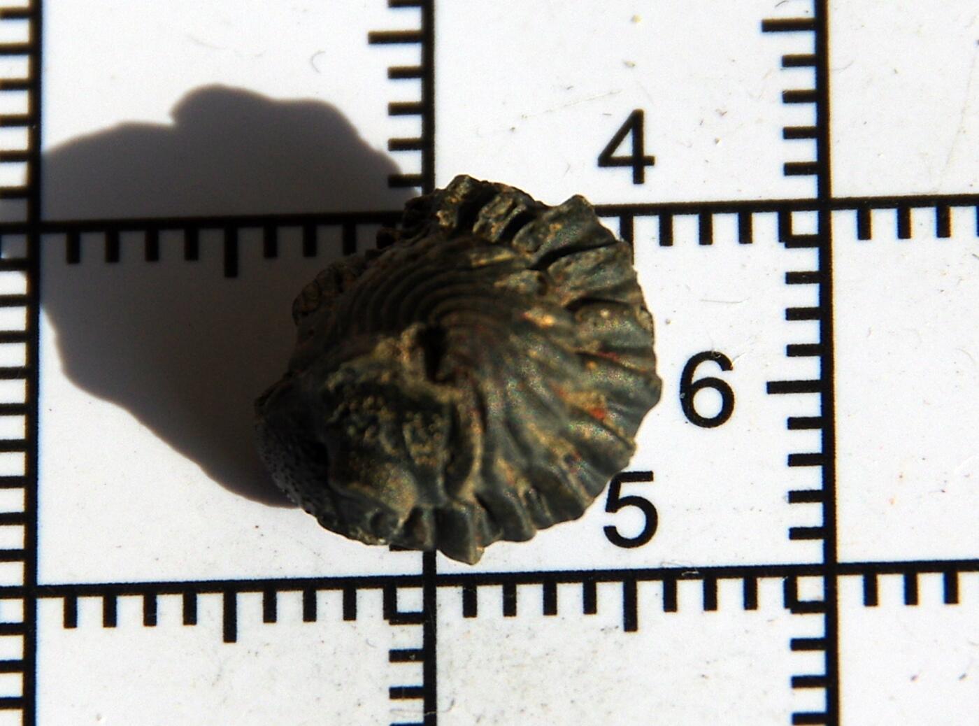 牛蛙牛蛙：银币、外币、化石标本 三叶虫化石质地坚硬纹理美丽