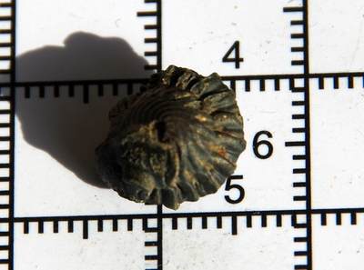 牛蛙牛蛙：银币、外币、化石标本 - 三叶虫化石质地坚硬纹理美丽