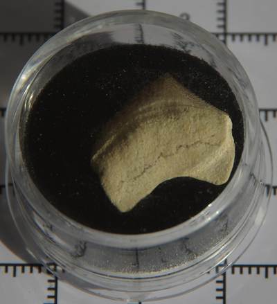 牛蛙牛蛙：银币、外币、化石标本 - 锯齿鲨牙齿化石标本