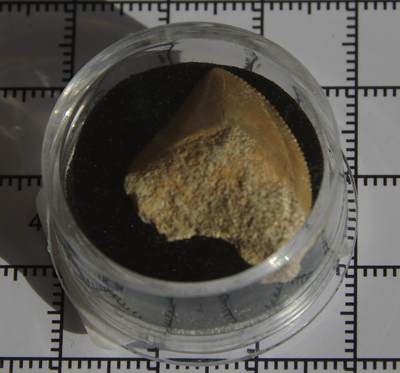 牛蛙牛蛙：银币、外币、化石标本 - 锯齿鲨牙齿化石标本