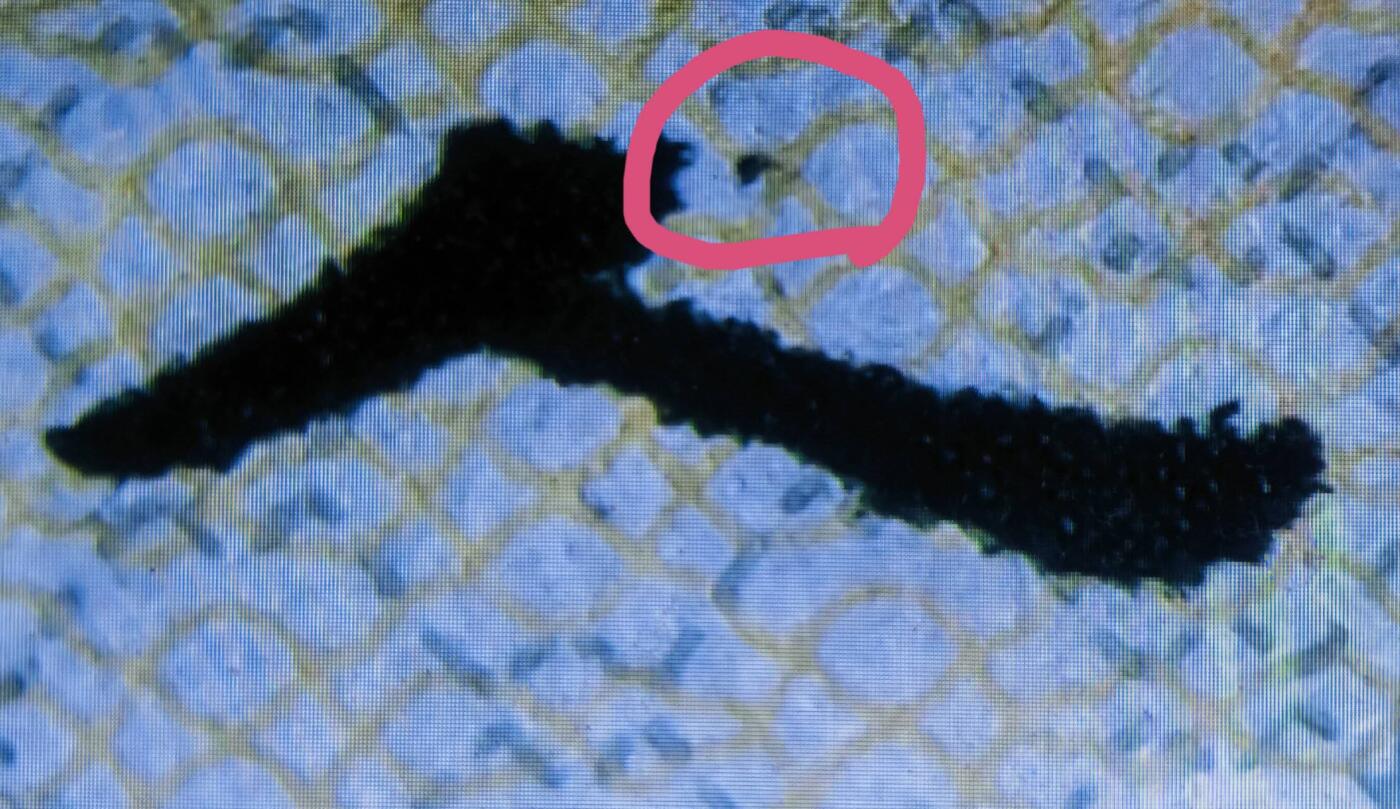 司马迁故乡专场。金龙王补号。802补号，9050补号，90100补号，8010补号等等。 802JZ绿钻补号尾66一张