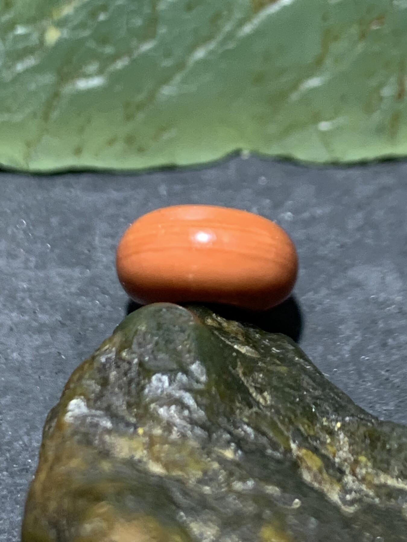 精美南红玛瑙柿子红迷你小平安扣一个，，，