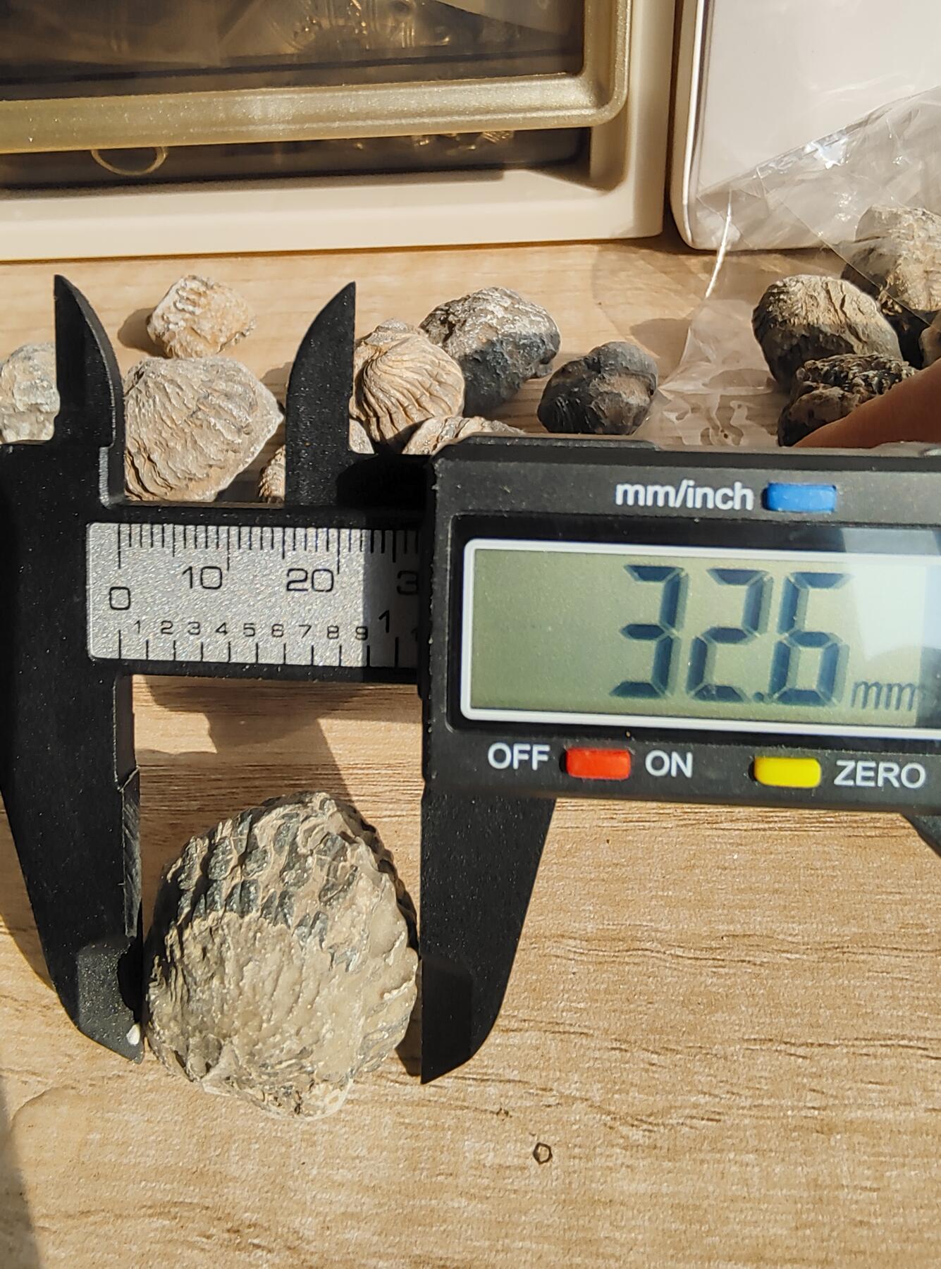 三叶虫专场 三叶虫球大只
