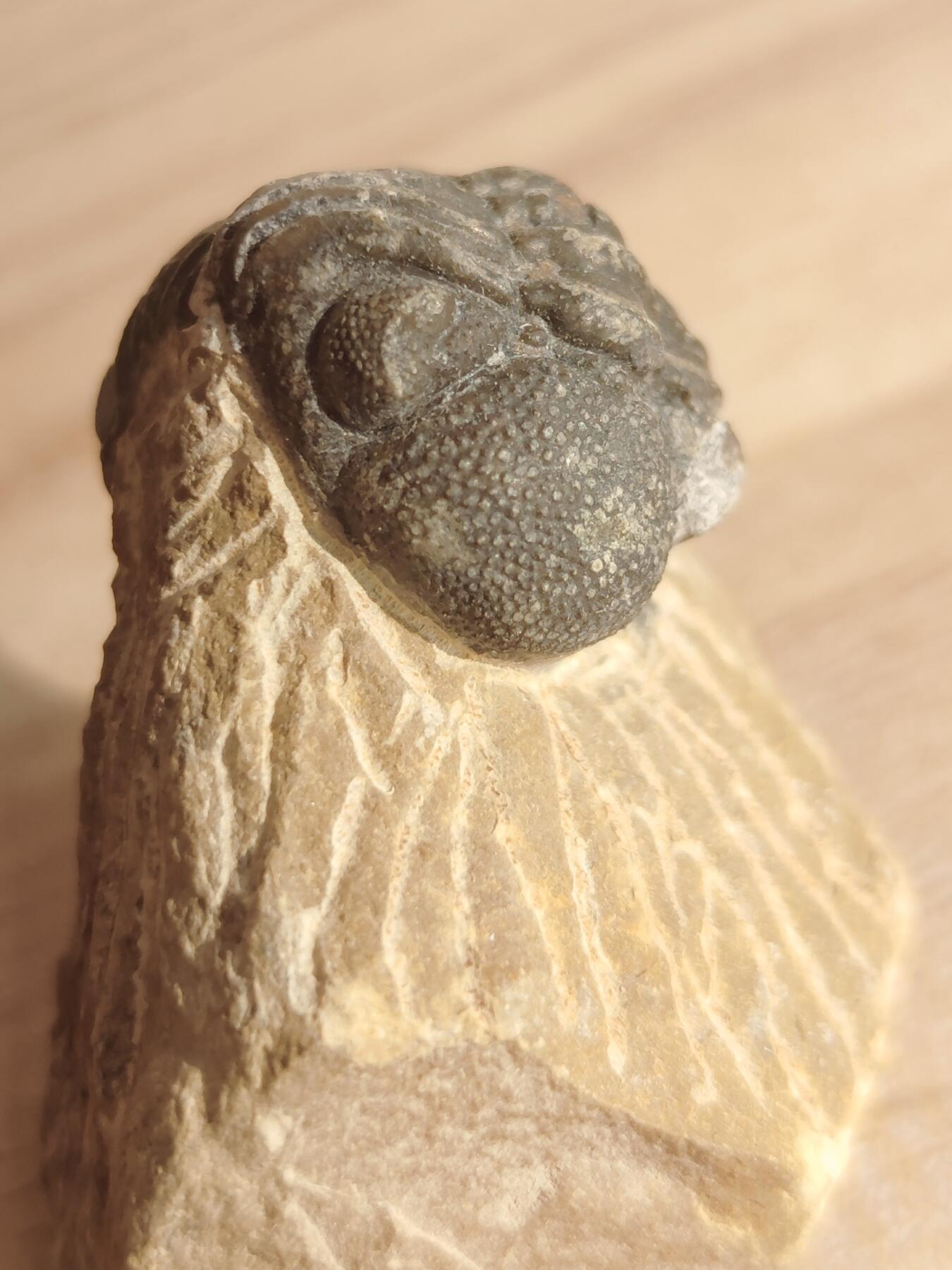 三叶虫专场 精修三叶虫化石眼镜(市场价一两百那种)2-3个体