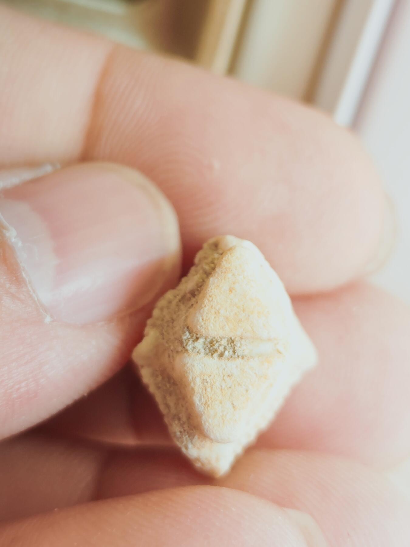 鲨鱼牙专场 可爱的菱形牙齿化石