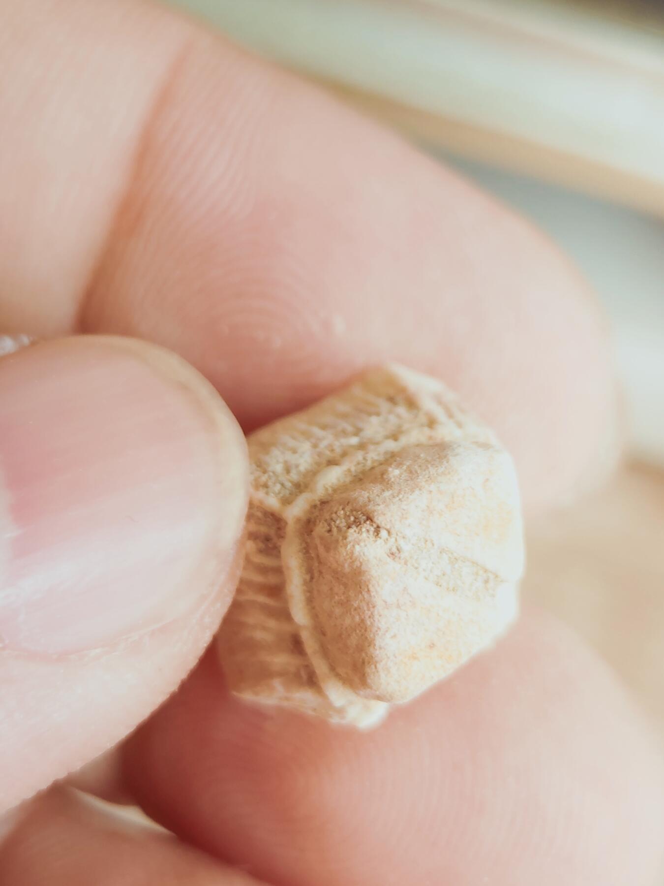 鲨鱼牙专场 另一颗菱形