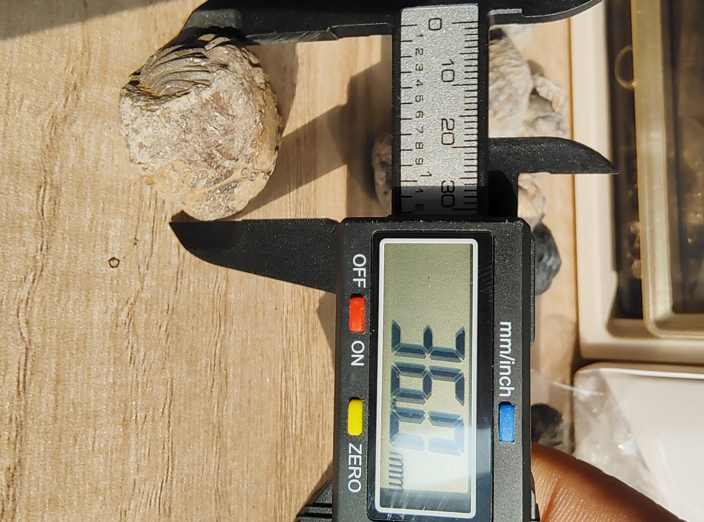 三叶虫专场 三叶虫球大只