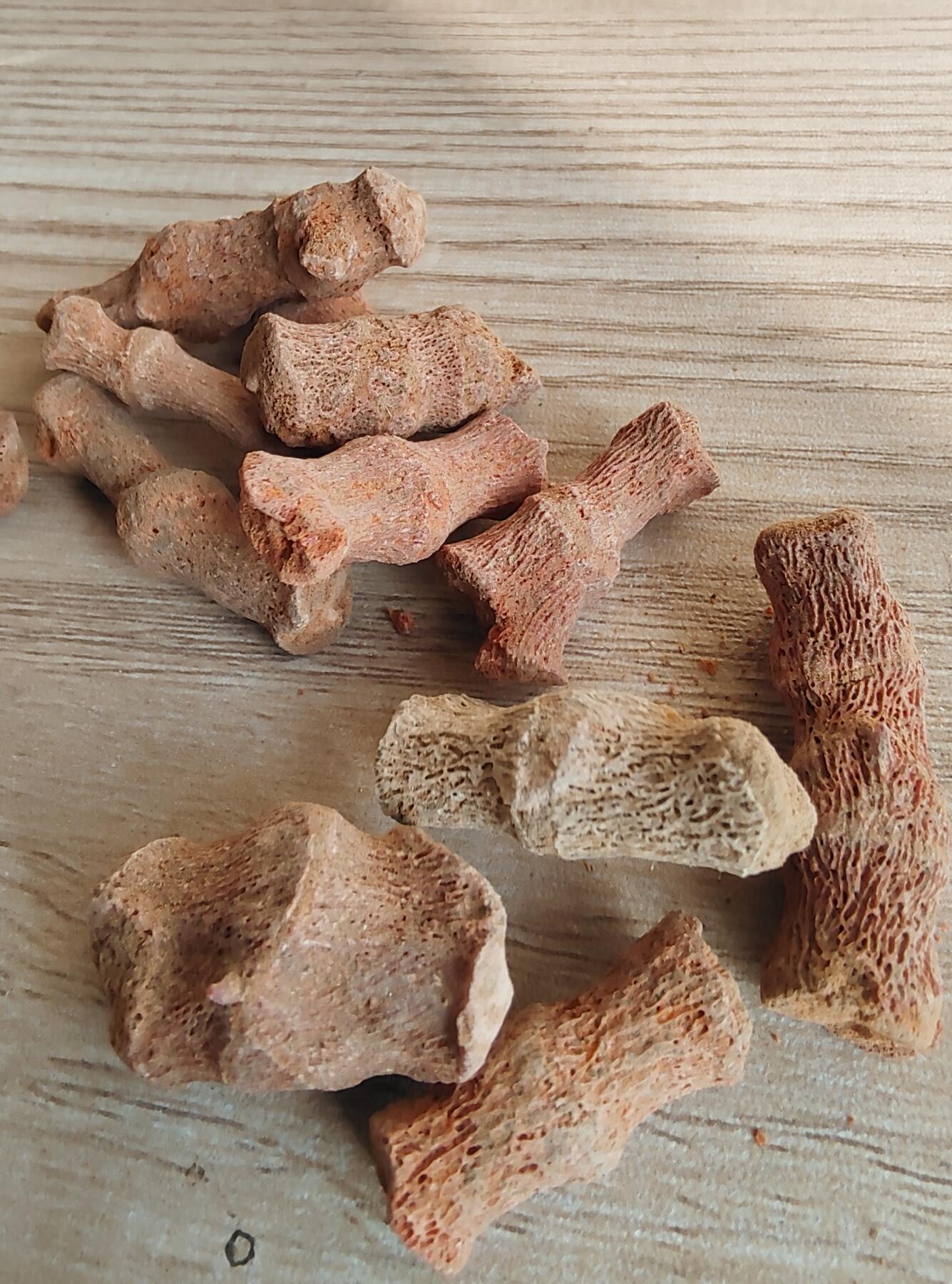三叶虫专场 教学标本1个