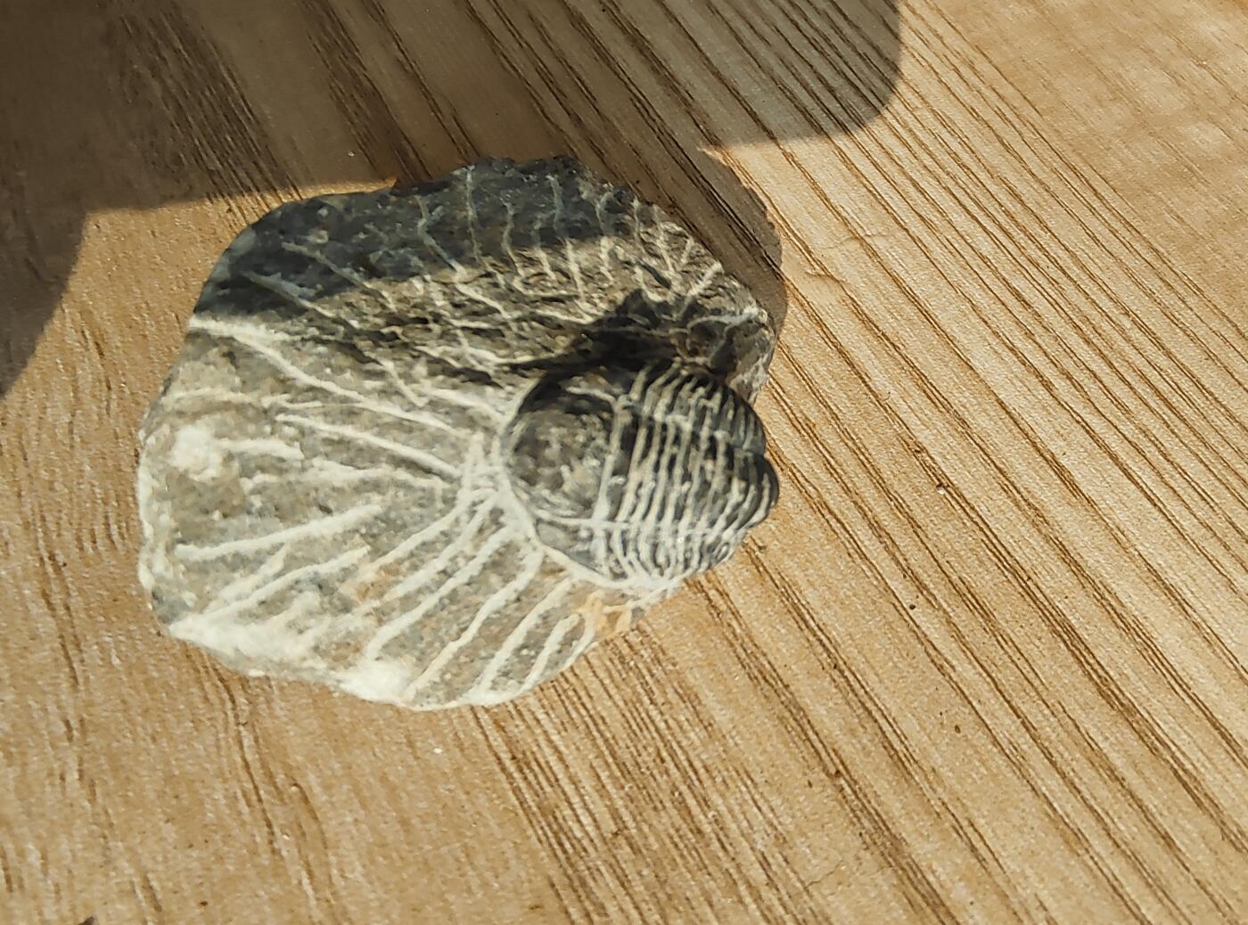三叶虫专场 精修三叶虫化石(市场价一两百那种)2-3个体