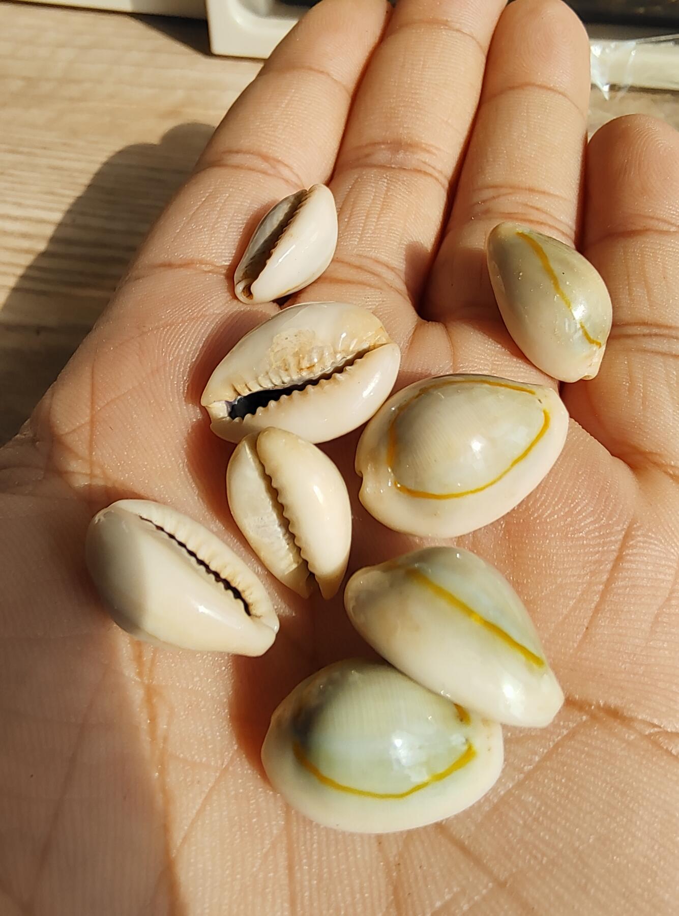 鲨鱼牙专场 金钱币化石 美品 8个