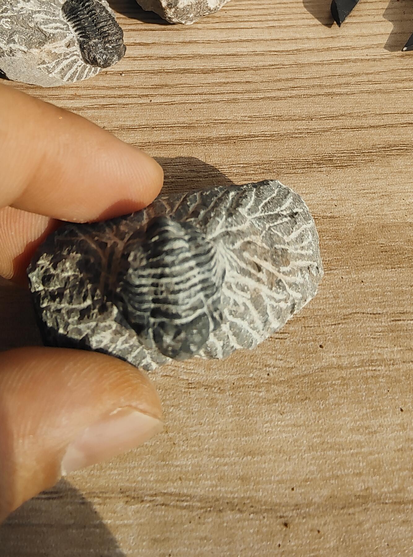 三叶虫专场 精修三叶虫化石(市场价一两百那种)2-3个体