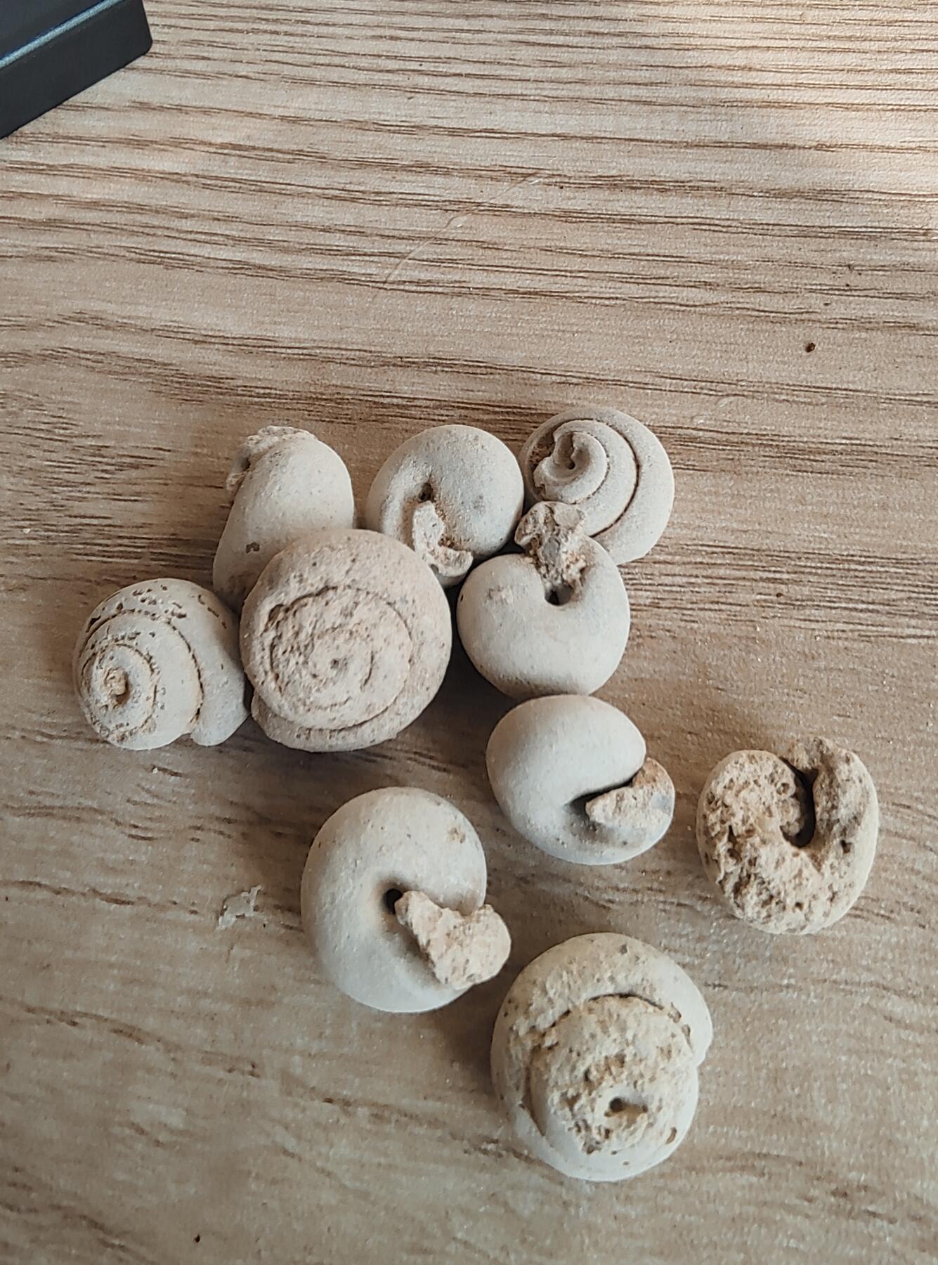 三叶虫专场 蜗牛化石1个