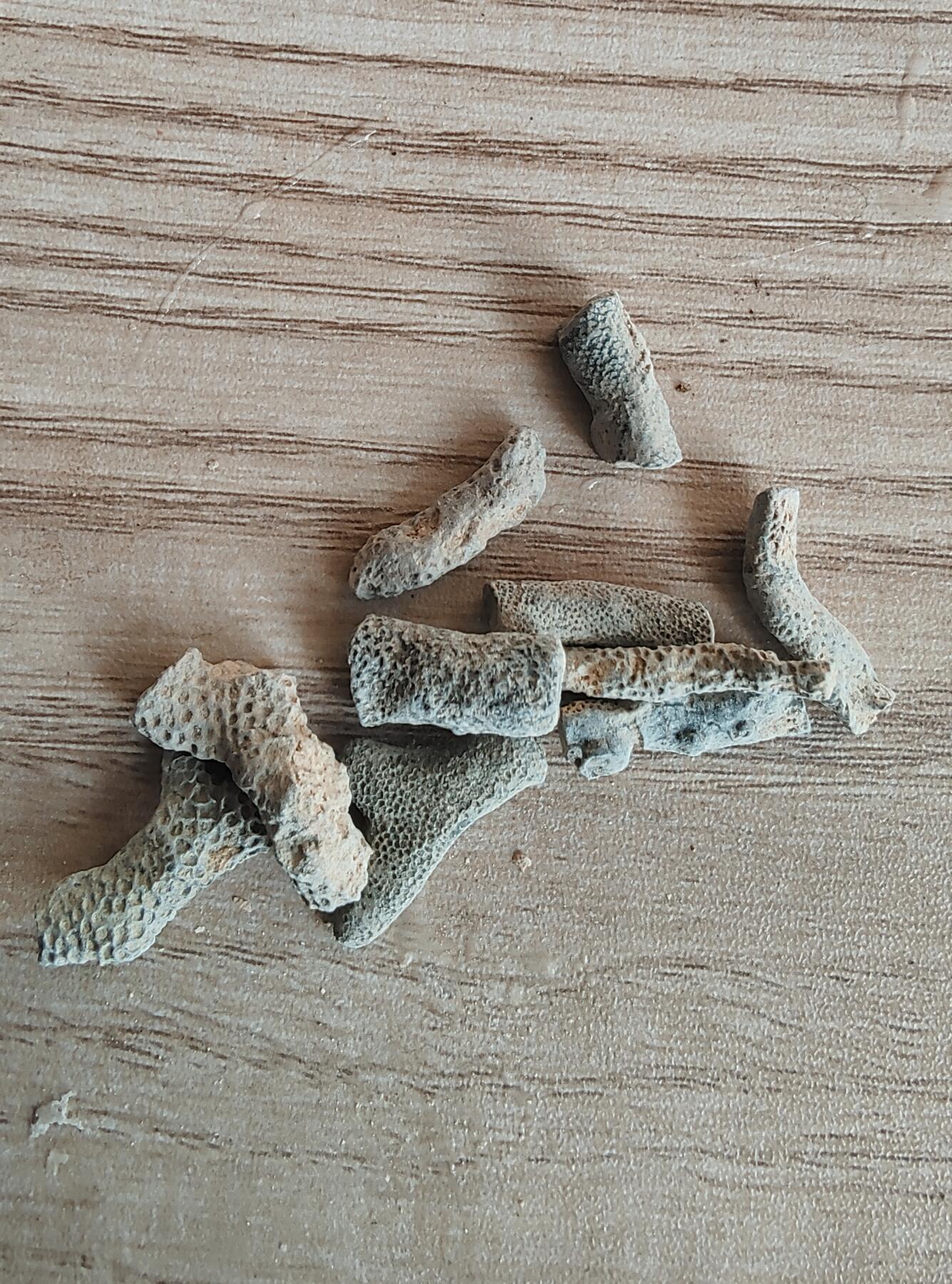 三叶虫专场 层孔虫化石1个