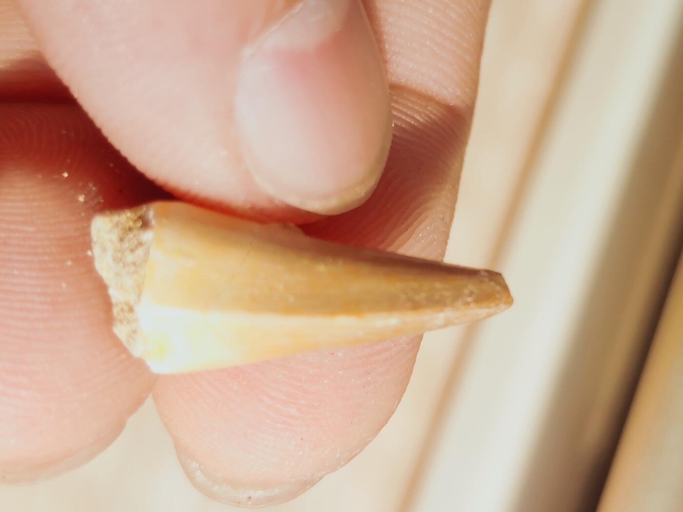 鲨鱼牙专场 荒漠沧龙牙 有点小残